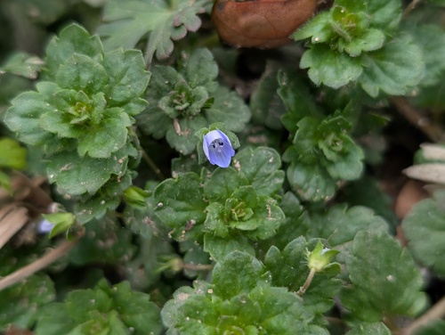 bird's-eye speedwell