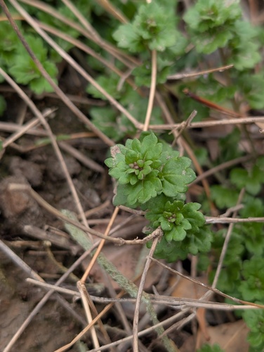 Grey Field-speedwell