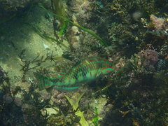 Halichoeres margaritaceus