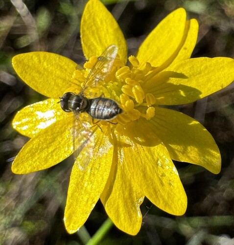 Unknown species found near Sonoma County, CA, USA