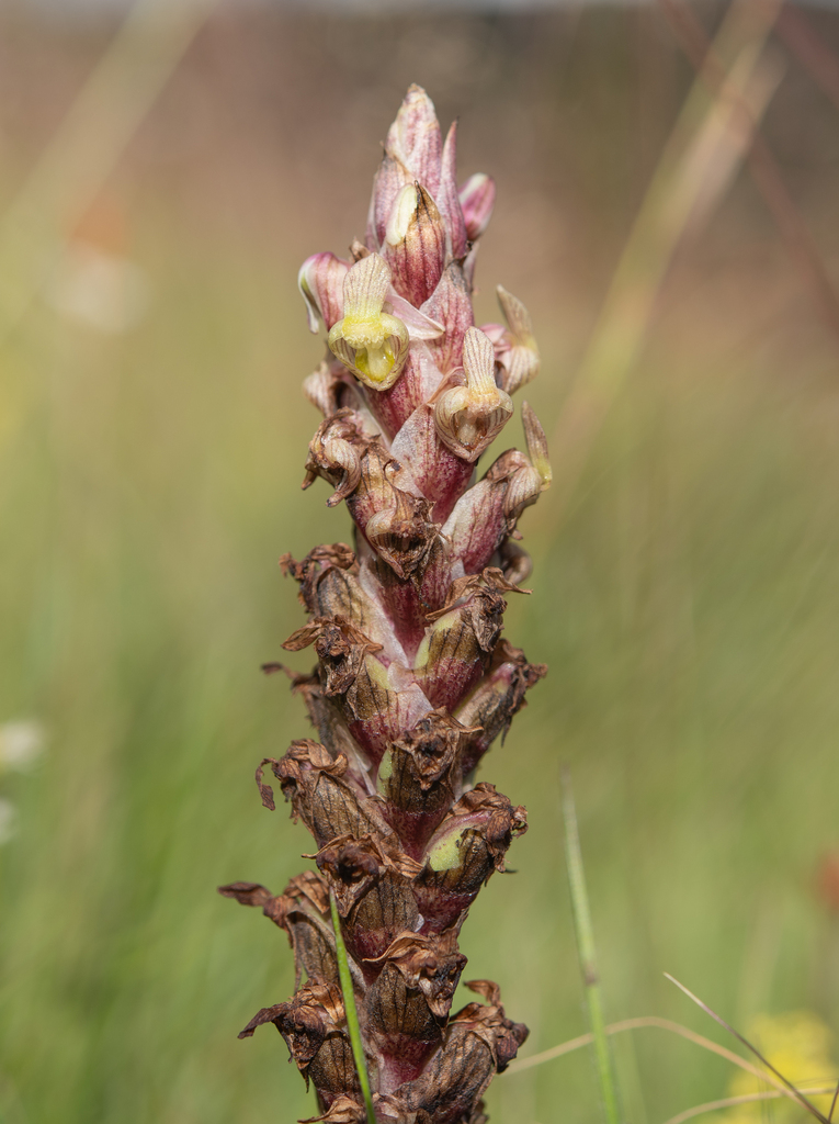 Corycium flanaganii