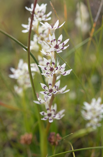 Pepper-and-salt flower (Wurmbea elatior)
