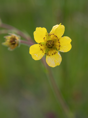 Cape Avens (Geum capense)