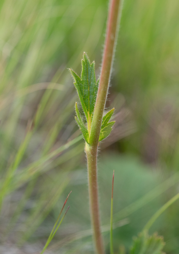 Geum capense, photograph 3