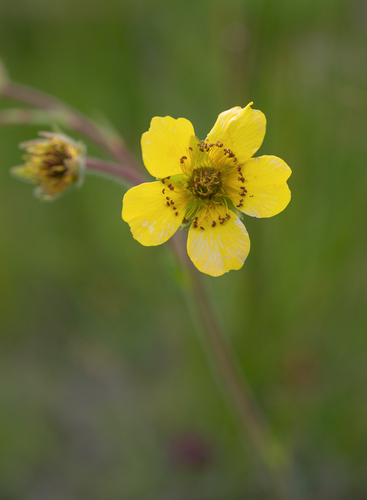 Geum capense, photograph 2