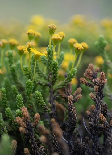 Escarpment True-eye (Euryops candollei)