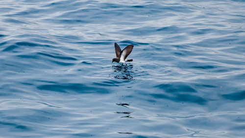 iNaturalist image