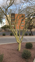 Parkinsonia