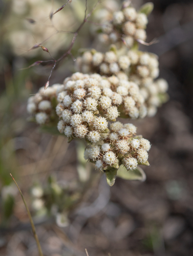 Spiral Everlasting (Helichrysum spiralepis)