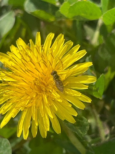 Unknown species found near Alondra Blvd, Cerritos, CA, US