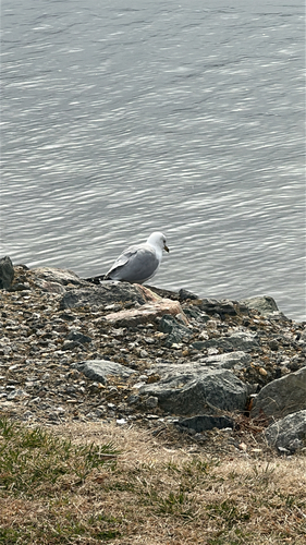 Ring-billed Gull