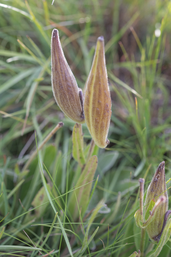 Drakensberg meadow-star (Asclepias humilis)