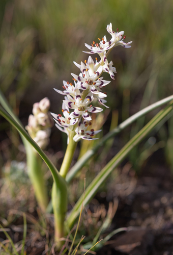 Pepper-and-salt flower (Wurmbea elatior)