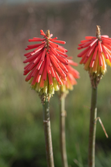 Kniphofia hirsuta, photograph (c) Morten Ross, some rights reserved (CC BY)
