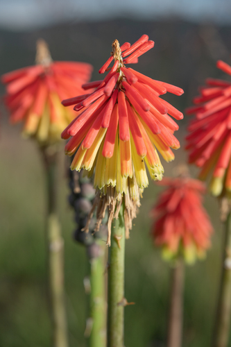 Hairy Poker (Kniphofia hirsuta)