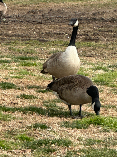 Canada Goose