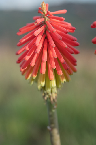 Kniphofia hirsuta