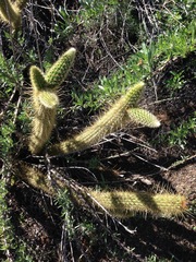 Bergerocactus emoryi