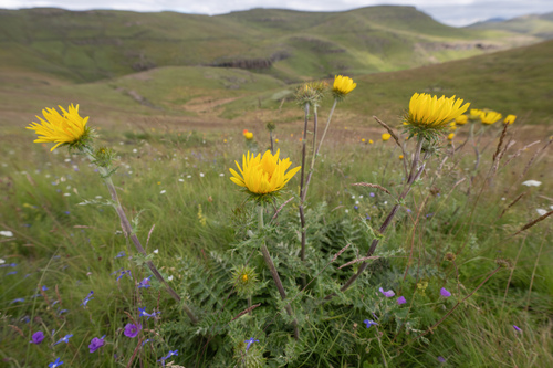 Thorny African Thistle (Berkheya multijuga)