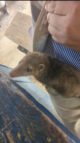 Liberian Mongoose