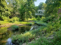 Etheostoma squamiceps