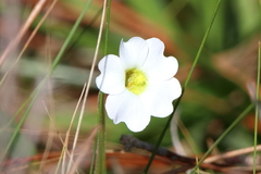 Pinguicula primuliflora