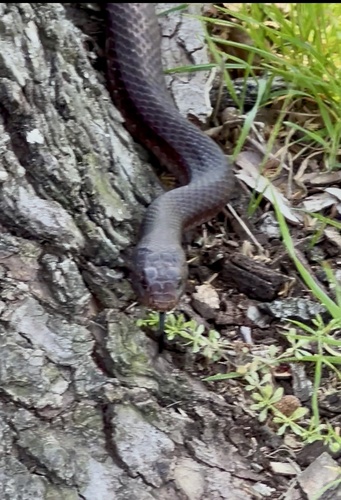 Common Coachwhip