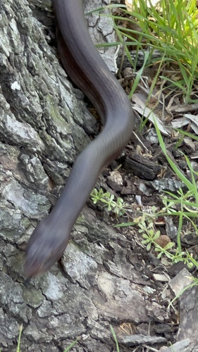 Common Coachwhip