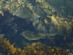 Girella elevata