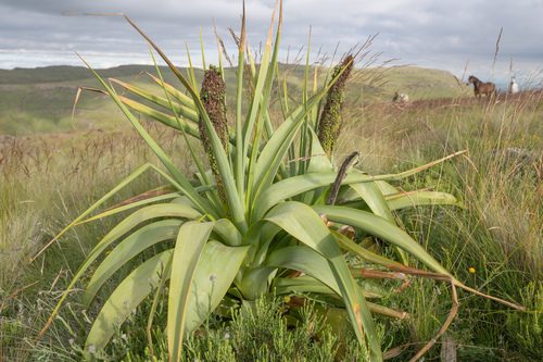 Broadleaf Poker (Kniphofia northiae)