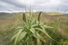 Kniphofia northiae, photograph (c) Morten Ross, some rights reserved (CC BY)