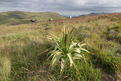 Kniphofia northiae, photograph (c) Morten Ross, some rights reserved (CC BY)