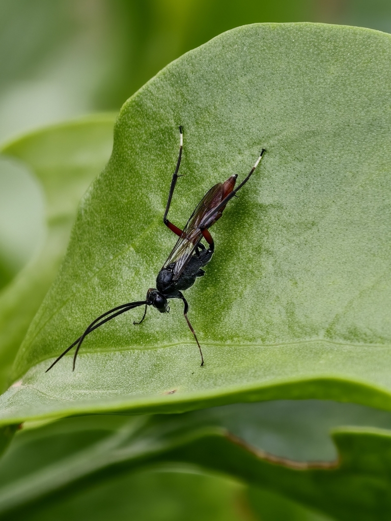 Mesostenus transfuga