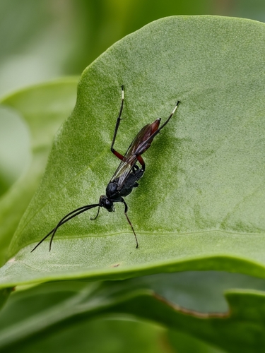 Mesostenus transfuga