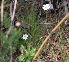 Pinguicula primuliflora