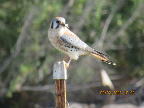 American Kestrel