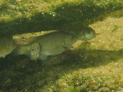 Girella elevata