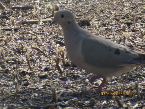 Mourning Dove