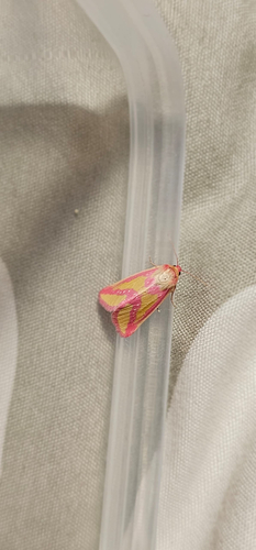 Timora leucosticta