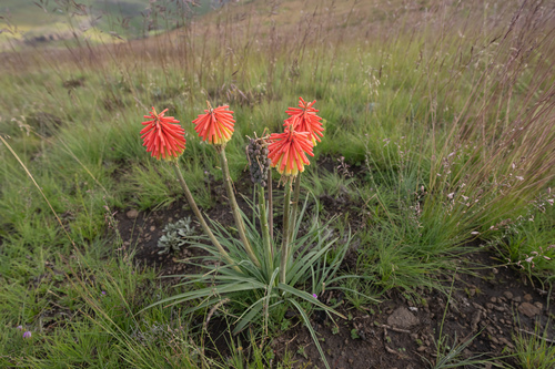 Kniphofia hirsuta, photograph 4