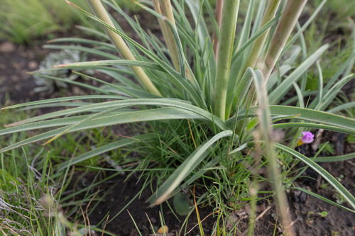 Kniphofia hirsuta, photograph 5