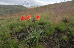 Kniphofia hirsuta, photograph (c) Morten Ross, some rights reserved (CC BY)
