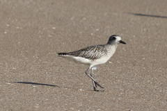 Pluvialis squatarola