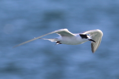 Sterna hirundo