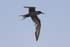 Sterna hirundo