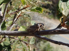 Clidophleps