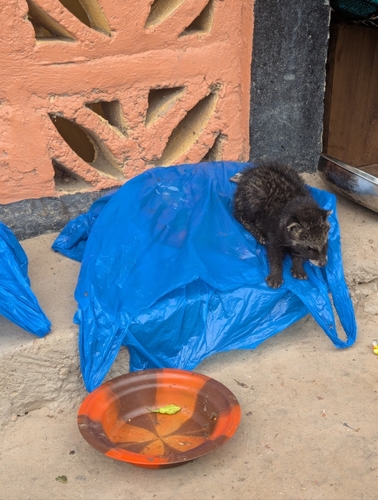 West African Civet