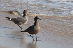 Larus heermanni