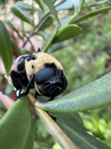 Unknown species found near Inwood Dr, Houston, TX, US