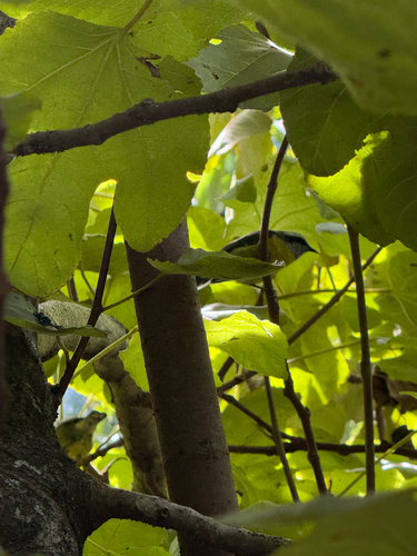 Bananaquit